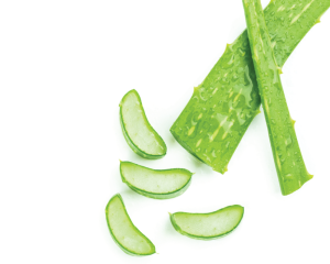 Aloe Vera Extrakt Gel