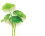 Extrakt des Indischen Wassernabels (Centella asiatica) 