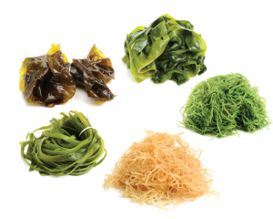 Marine Algae Mix