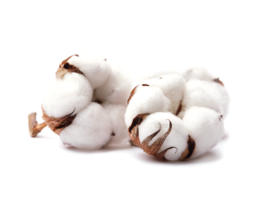 Cotton Milk