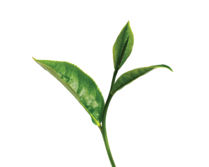 Blütenwasser (Hydrolat)  aus grünem Tee – ECOCERT