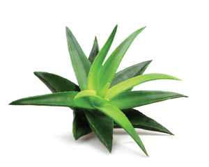 Aloe-Extrakt in Öl 20%