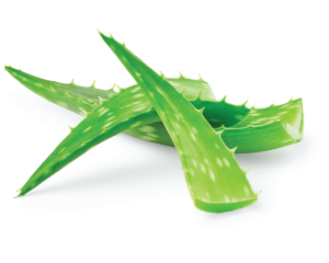 Aloe Vera 10fach (10:1)