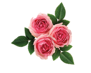 Rosen Duftöl, natürlich