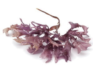 BIO-pflanzliches Algensilikon – Carrageenan