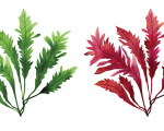 Algen-Mix:  Fucus vesiculosus und Lithothamnium calcareum