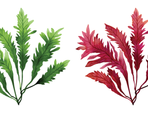 Algen-Mix:  Fucus vesiculosus und Lithothamnium calcareum