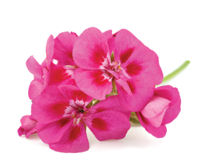 Hydrolate geranium (flower) - ECOCERT