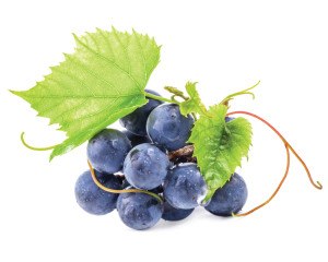 BIO-Extrakt aus rotem Weinlaub