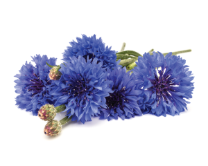 Getrocknete Kornblumenblüten (Zyane)