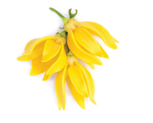 Ylang-Ylang-Öl