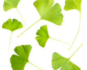 Extrakt aus Ginkgo Biloba