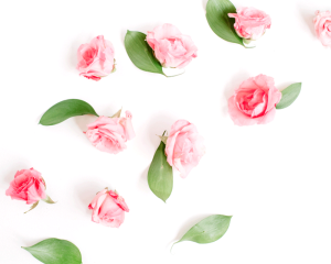 Extrakt aus Rose