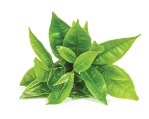Flower water (hydrolate), white tea - organic
